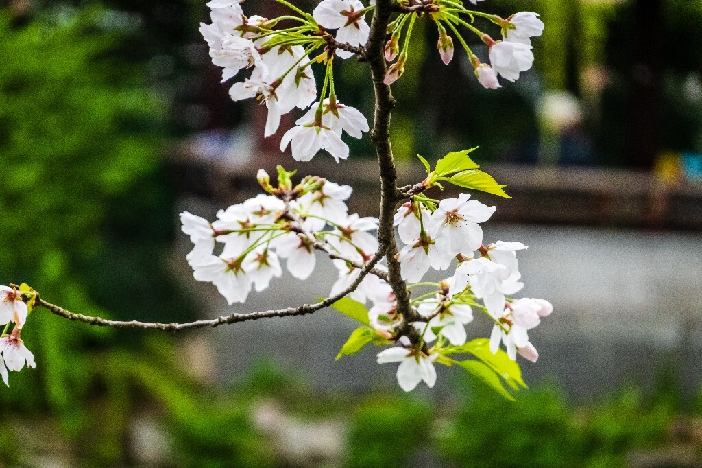 樱花 花朵 植物 风光 自然 自然风光 花开 盛开的樱花 旅行 摄影