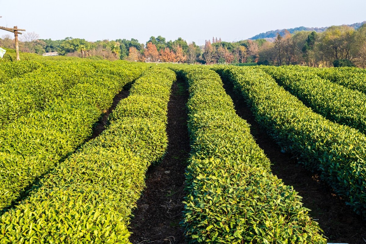 龙井茶园 茶园风光 茶园 茶园风貌 摄影 茶叶 茶 茶园 龙井茶 风光 特写 摄影 茶艺 龙井茶叶