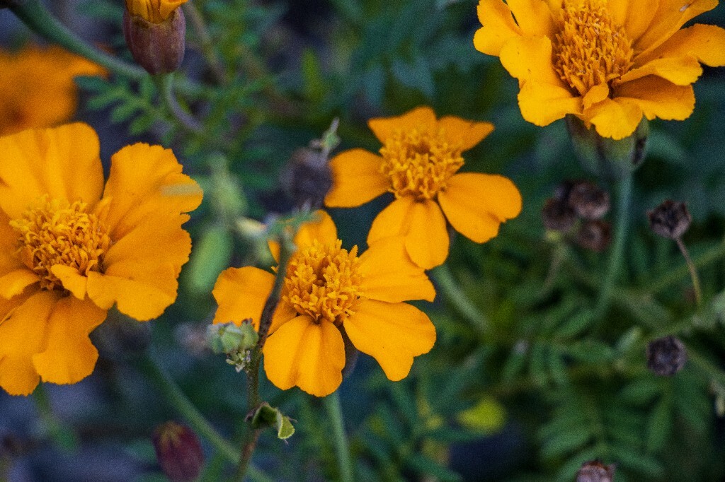 黄秋英 硫华菊 硫磺菊 波丝菊 枫茅草 合好乌 黄波斯菊 黄花波斯菊 图片 摄影 旅行 植物 花草