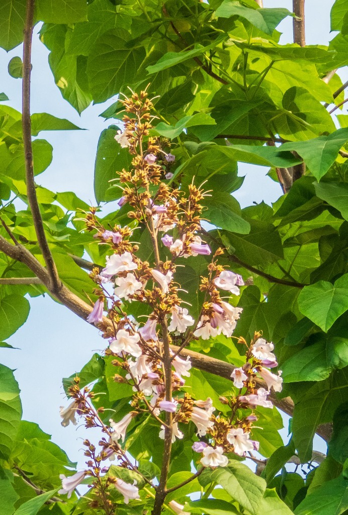梧桐花 自然 风光 摄影 旅行 花朵 色彩 梧桐树的花 梧桐 云彩
