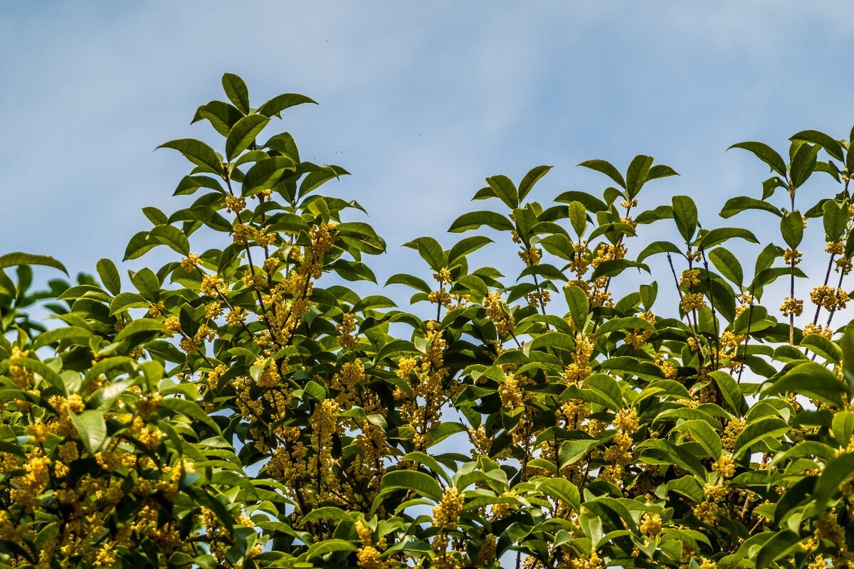 桂花 花朵 植物 摄影 旅行 花儿 金桂 银桂