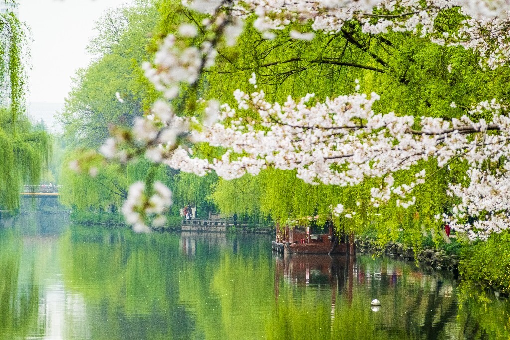 樱花 自然 风光 自然风光 盛开的樱花 花草 花朵 旅行