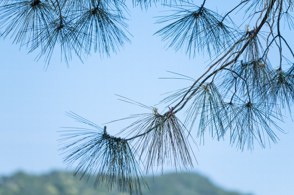 松针 松叶 猪鬃松叶 松毛 山松须 摄影 风光 自然