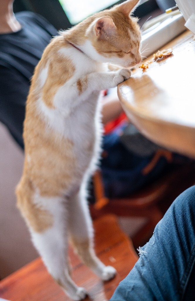 猫猫 喵星人 橘猫 小可爱 可爱的猫猫 街拍 宠物摄影