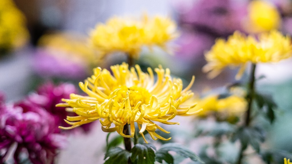 菊花 寿客 金英 黄华 秋菊 陶菊 日精 女华 延年 隐逸花 家菊 花儿 盛开的菊花