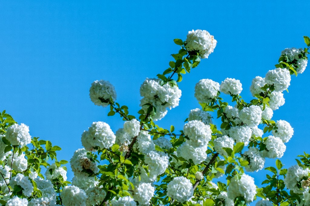绣球 八仙花 粉团花 草绣球 紫绣球 紫阳花 山绣球