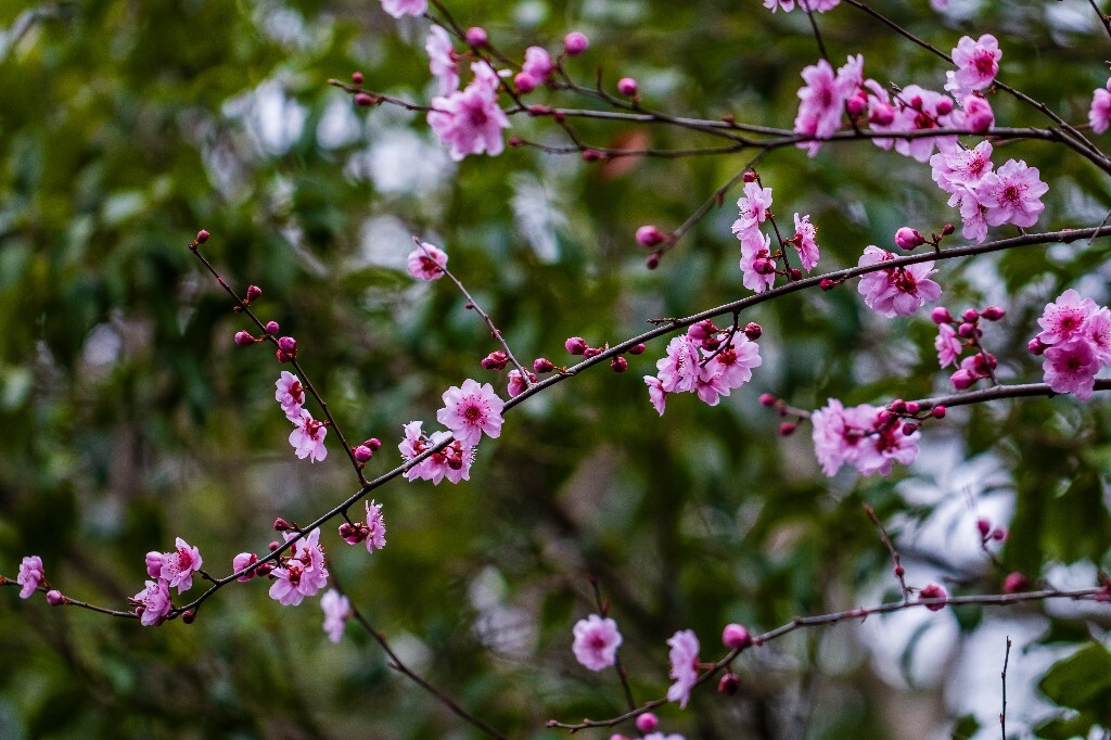 桃花 植物 花朵 花儿 风光 微距 摄影 自然风光 盛开的桃花