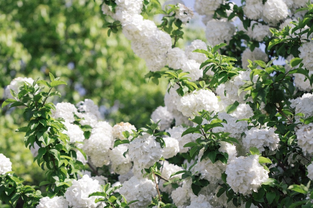 八仙花 粉团花 草绣球 紫绣球 紫阳花 绣球 木绣球 植物 风光 花草 摄影
