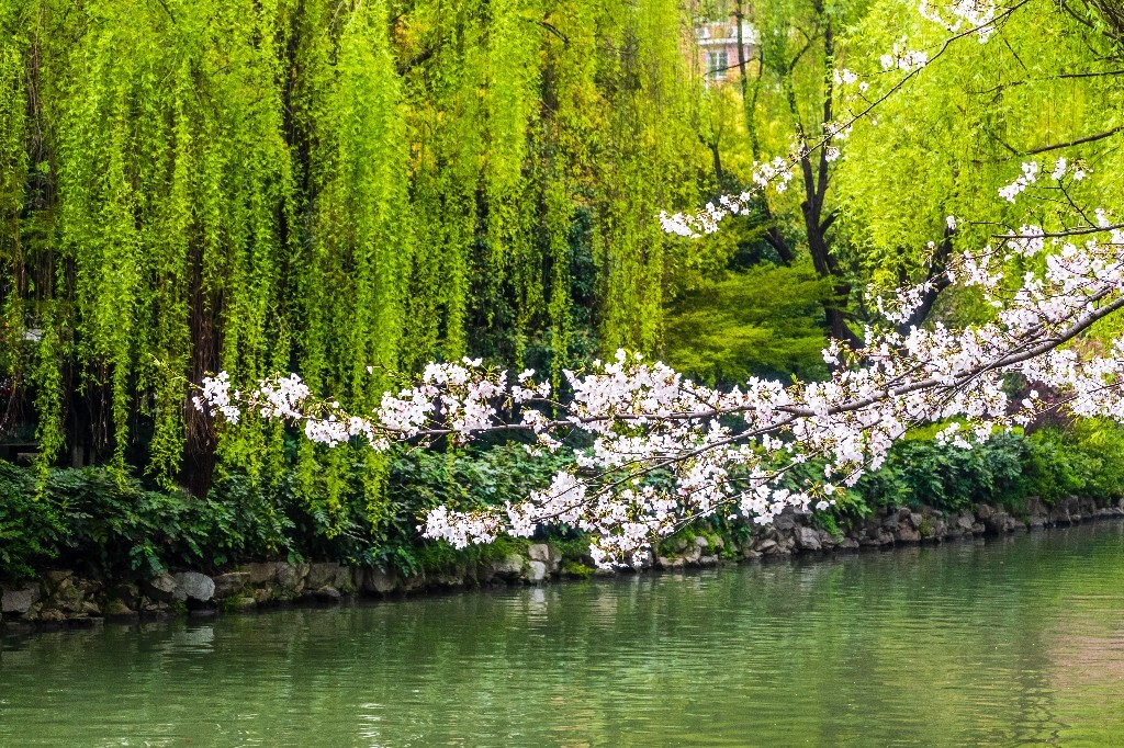 柳树 风光 摄影 小河 河水 自然 风光 自然风光