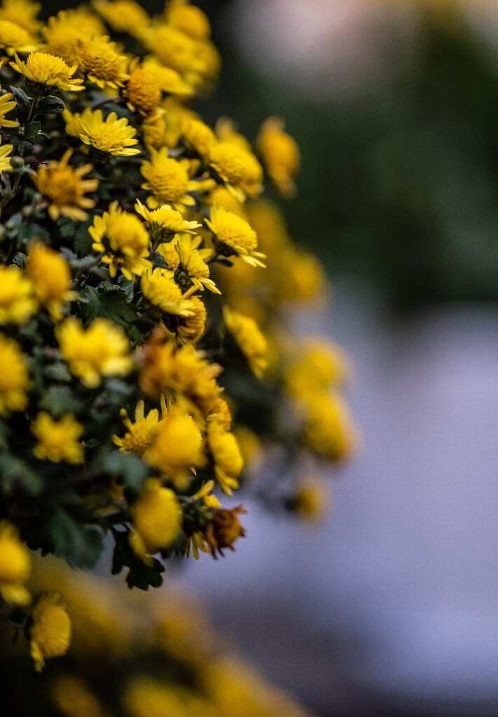 菊花 寿客 金英 黄华 秋菊 陶菊 日精 女华 延年 隐逸花 家菊 花儿 盛开的菊花