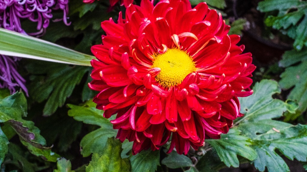 菊花 寿客 金英 黄华 秋菊 陶菊 日精 女华 延年 隐逸花 家菊 花儿 盛开的菊花