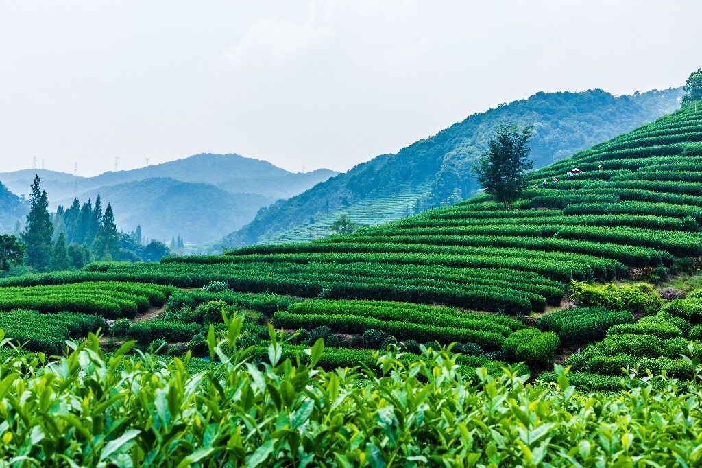 植物 风光 摄影 茶园风光 龙井茶园 旅行 自然 风光 采茶人