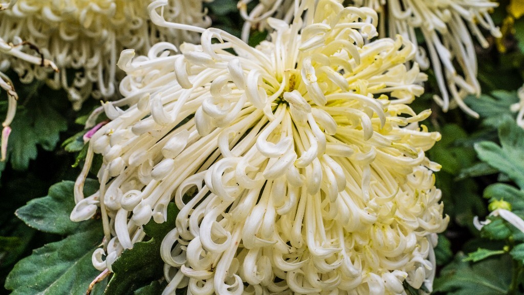菊花 寿客 金英 黄华 秋菊 陶菊 日精 女华 延年 隐逸花 家菊 花儿 盛开的菊花