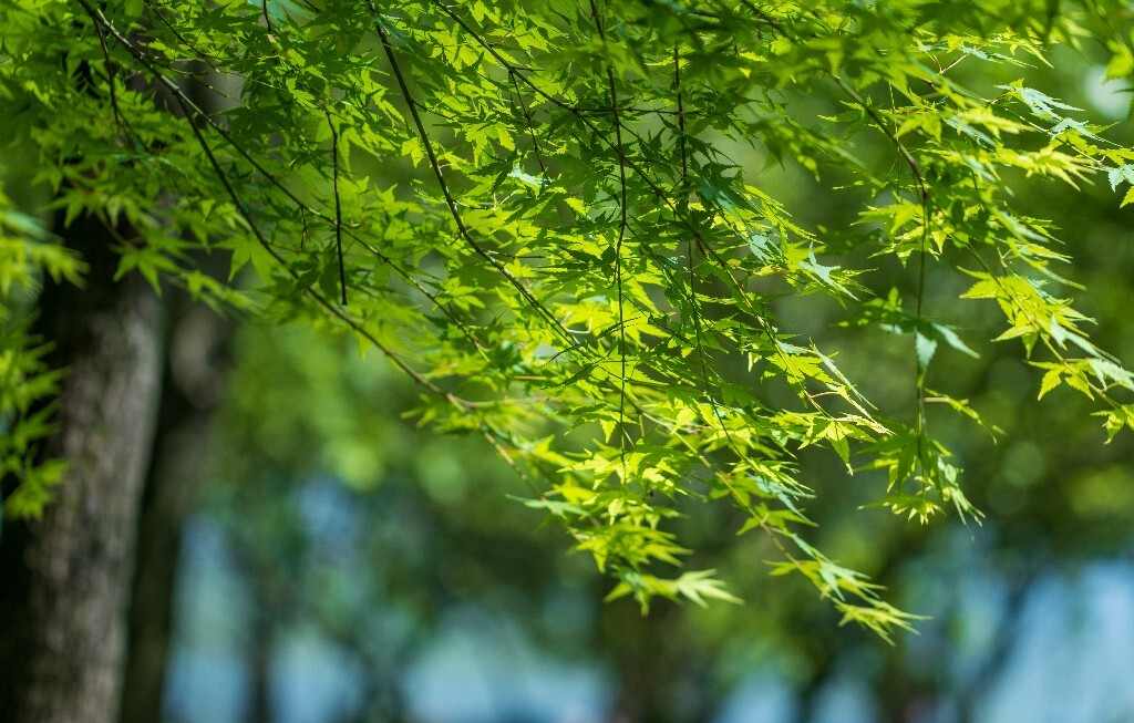 枫叶 树叶 叶子 风光 自然  摄影 阳光 旅行 植物