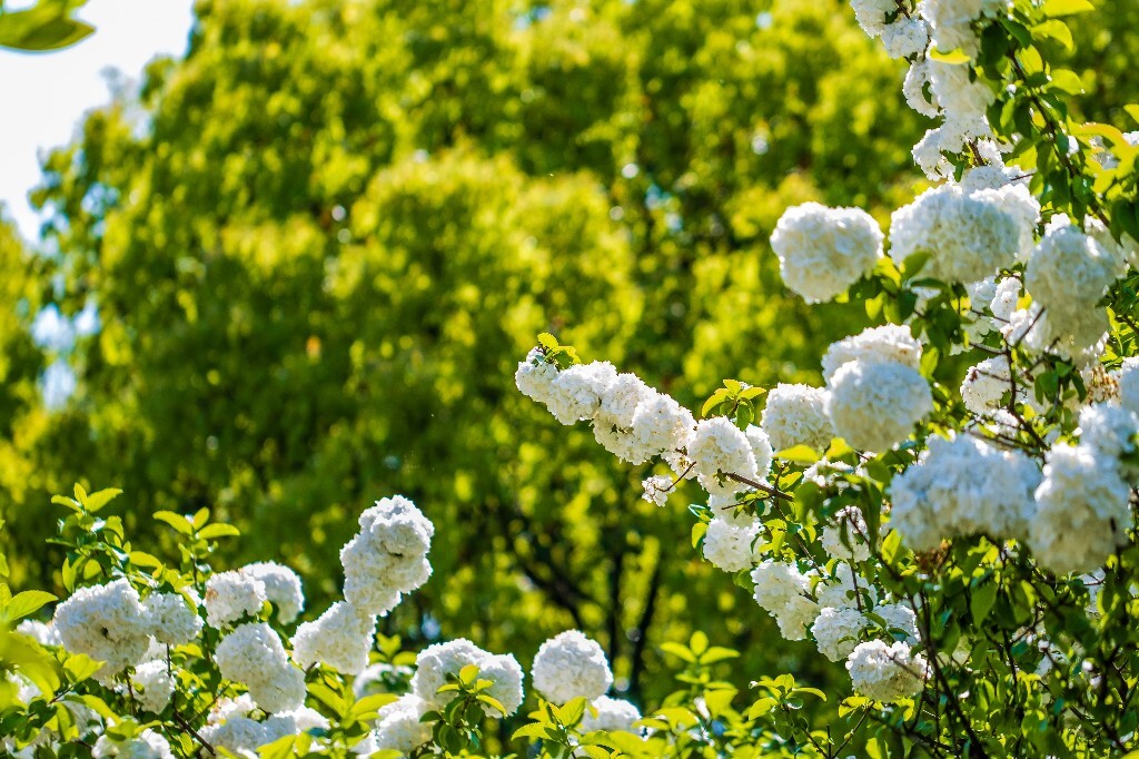 绣球 八仙花 粉团花 草绣球 紫绣球 紫阳花 木绣球 摄影 风光 自然 花朵 花草 摄影 自然风光 旅行