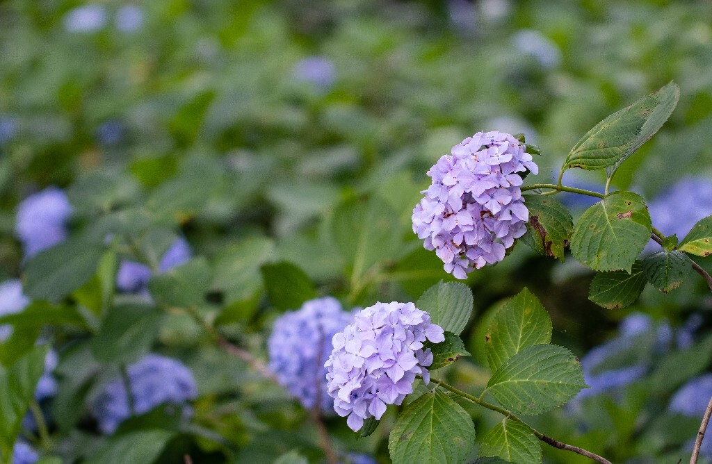 八仙花 粉团花 草绣球 紫绣球 紫阳花  绣球 绣球花 摄影 植物 花朵 花儿