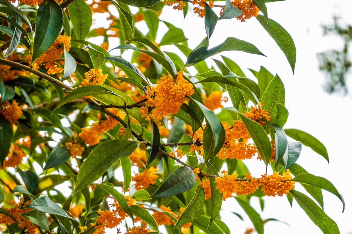 桂花 花朵 植物 摄影 旅行 花儿 金桂 银桂