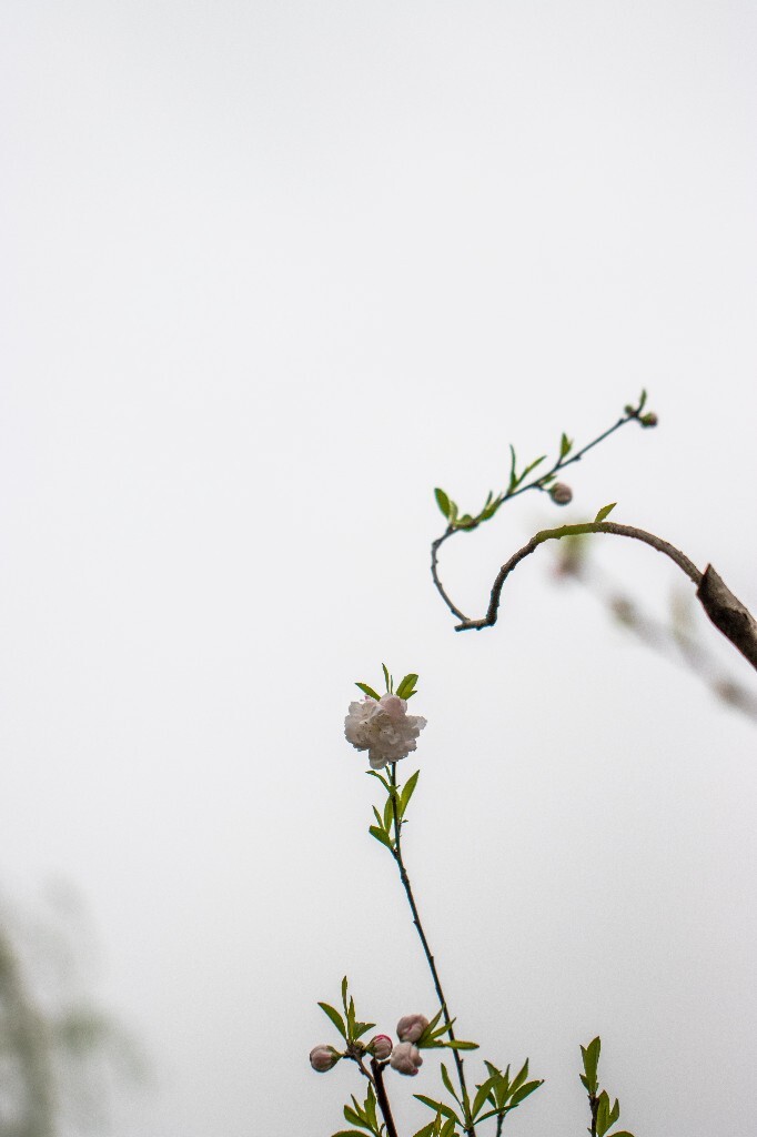桃花 西湖桃花 西湖风光 自然 色彩 春天 西湖之春 花朵 花儿 桃红柳绿
