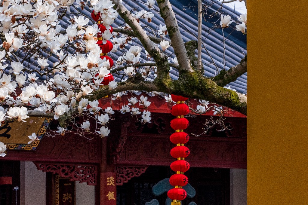 玉兰 玉兰花 植物 微距 摄影 风光 自然 法喜寺 500年玉兰 旅行 白色的玉兰