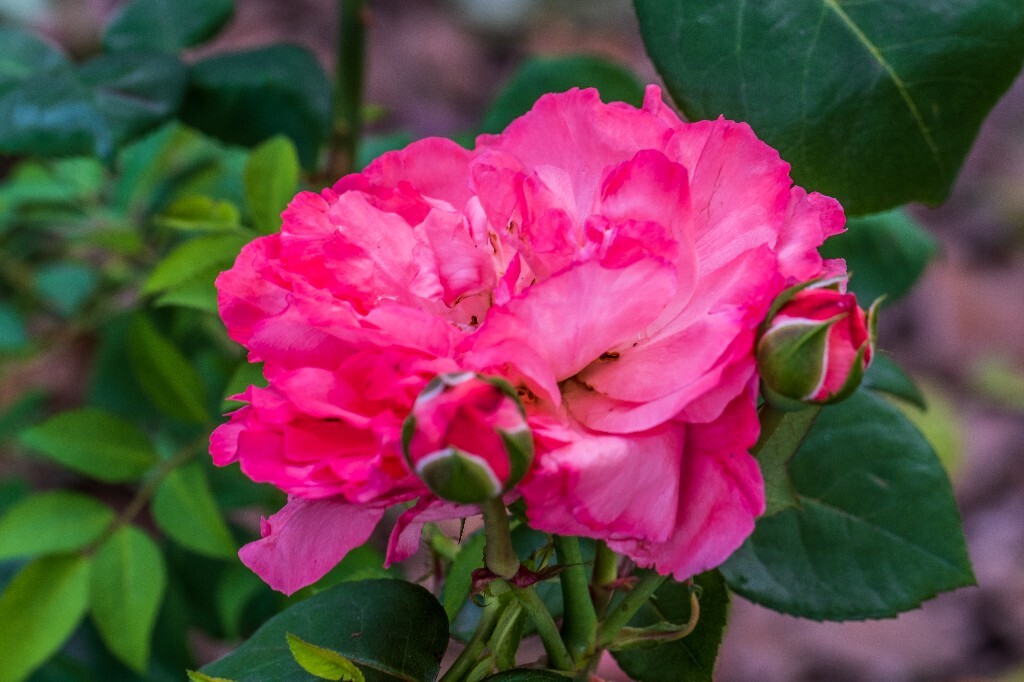 月季 植物 风光 花草 掇影 自然 花儿 花朵 鲜花