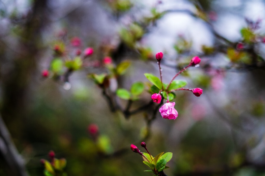 花草 花卉  海棠花  图片 摄影 风光  花朵 花儿
