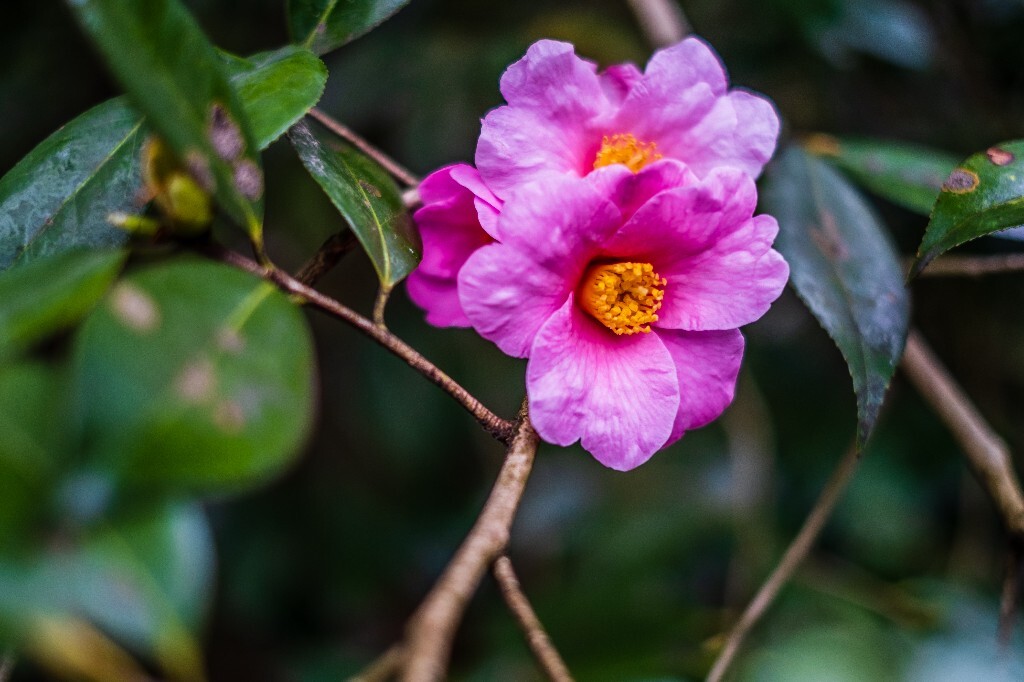 茶花 山茶花 观赏花卉 花草 花卉 图片 摄影