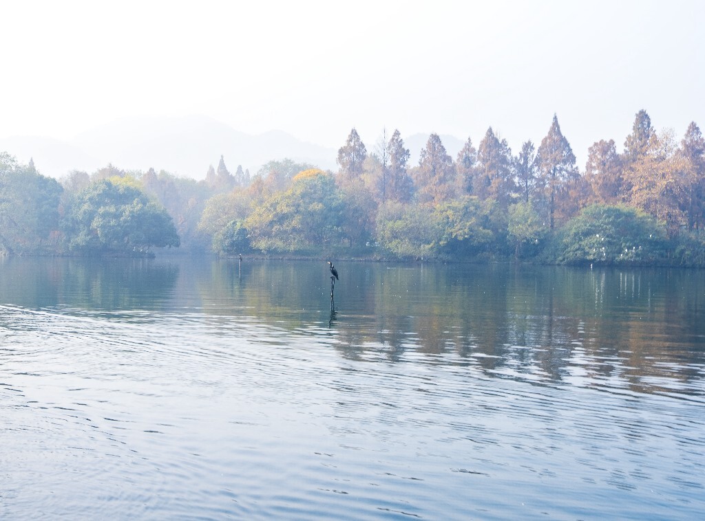 水鸟 西湖风光 自然风景 西湖 旅行 鸟儿 城市风光 杭州西湖