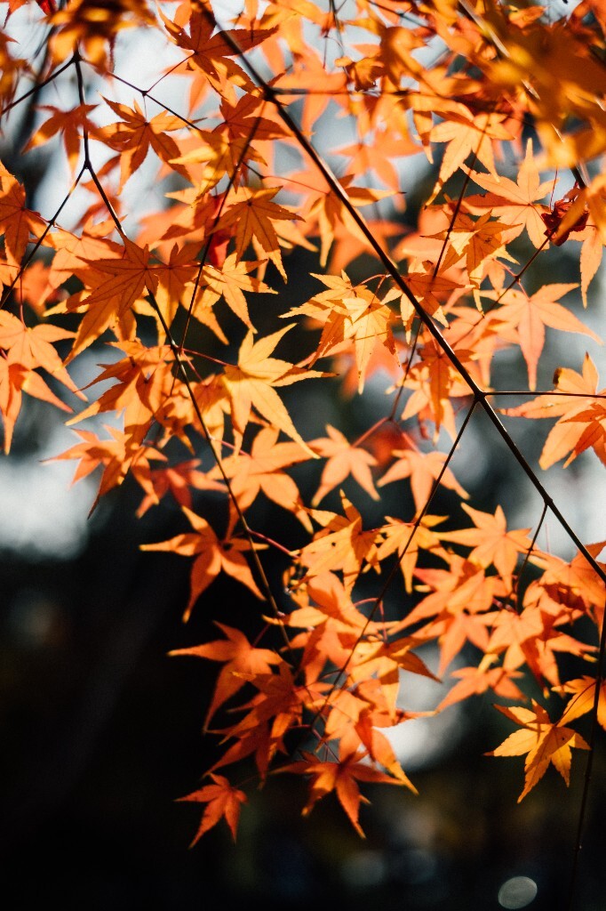 红叶 枫叶 秋季 秋天 图片 摄影 风光 自然