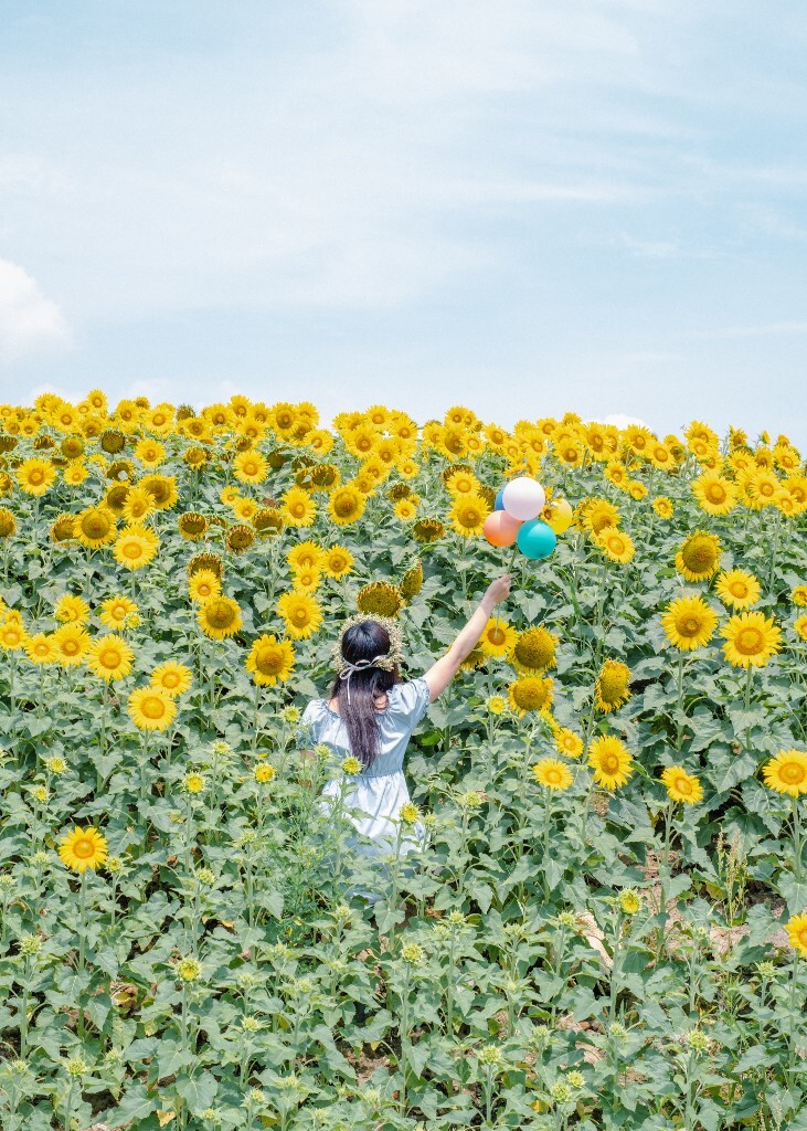 向日葵 花海 风光 自然 摄影 背影 转日莲 花儿 旅行 街拍 人像 美女