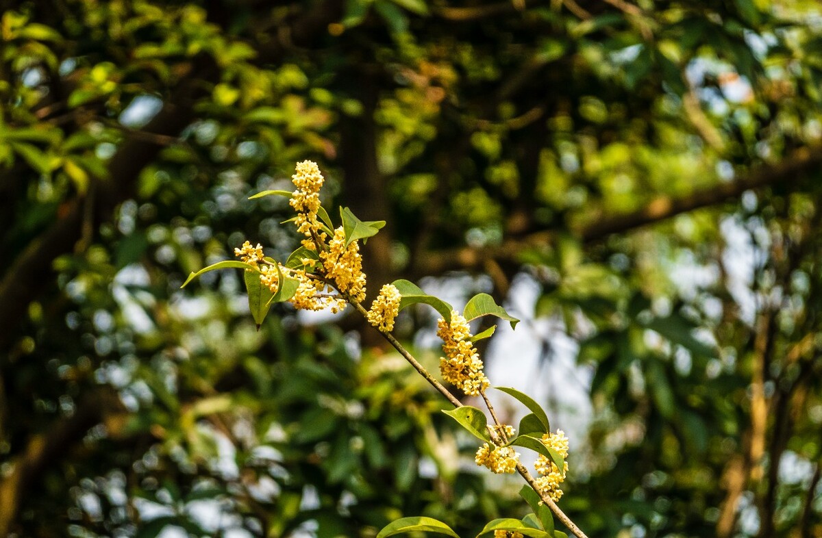 桂花 花朵 植物 摄影 旅行 花儿 金桂 银桂