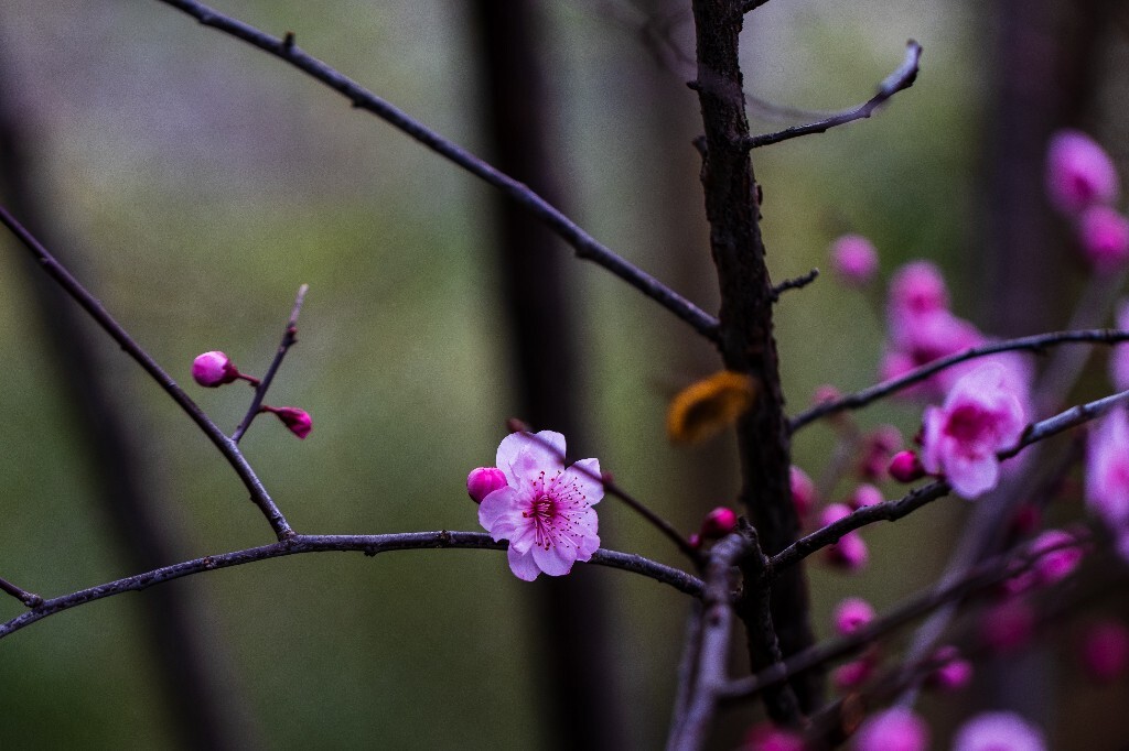 桃花 植物 花朵 花儿 风光 微距 摄影 自然风光 盛开的桃花