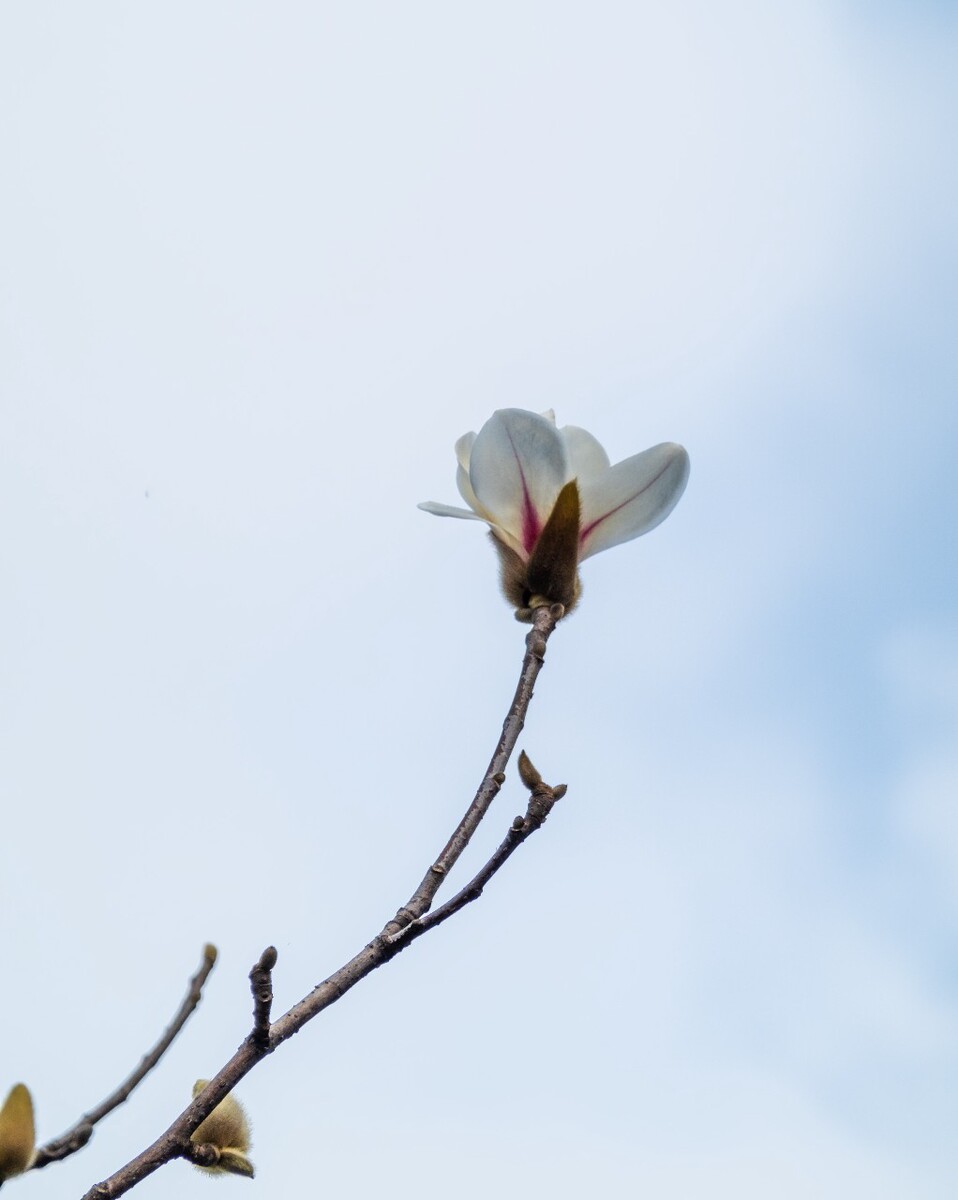 白玉兰 木兰 玉兰花 迎春花 望春 应春花 玉堂春 辛夷花 玉兰