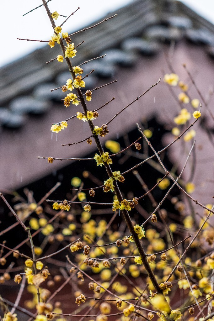梅花 腊梅 风光 摄影 自然 植物 微距 旅行 建筑 钱王祠