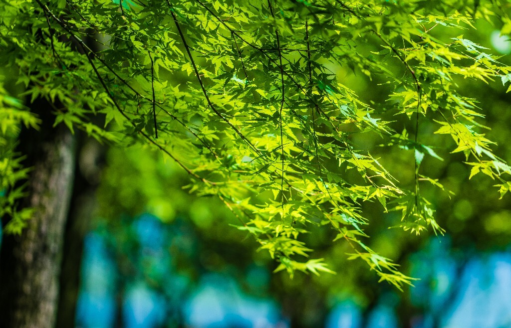 枫叶 树叶 叶子 风光 自然  摄影 阳光 旅行 植物