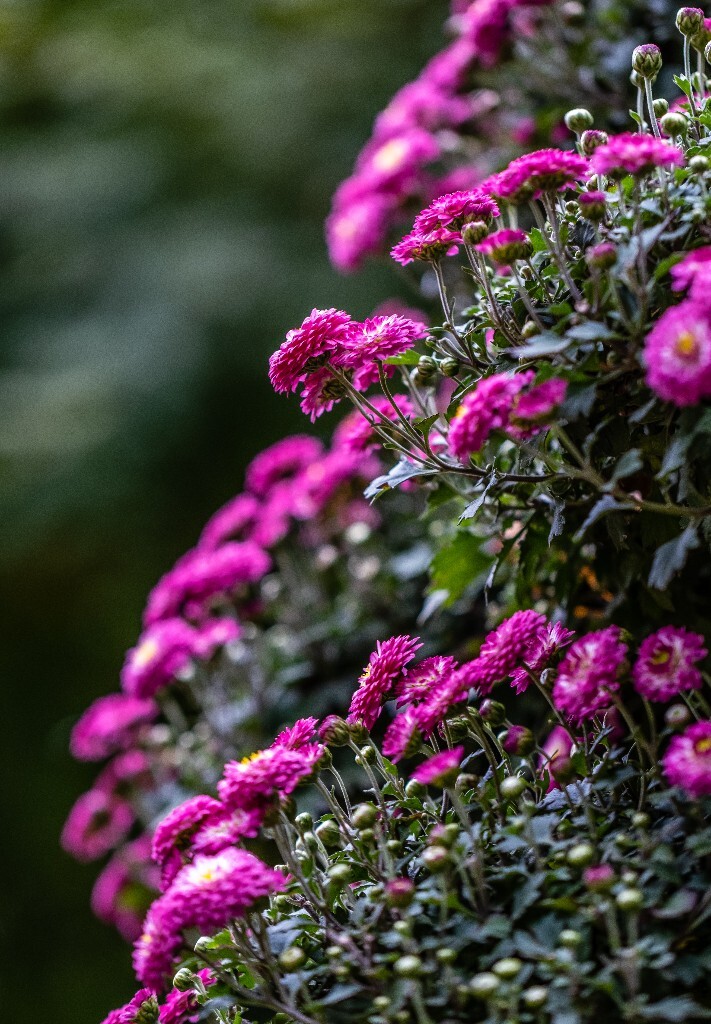 菊花 寿客 金英 黄华 秋菊 陶菊 日精 女华 延年 隐逸花 家菊 花儿 盛开的菊花