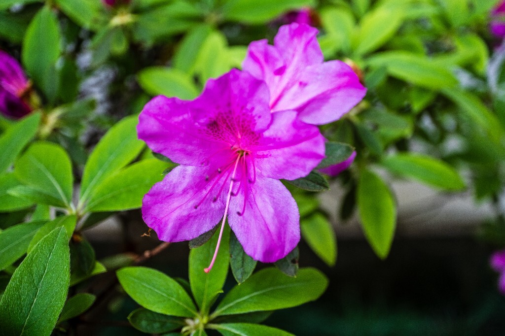杜鹃花 山踯躅 山石榴 映山红 照山红 唐杜鹃 春鸟花 杜鹃 植物 微距 摄影 风光 自然