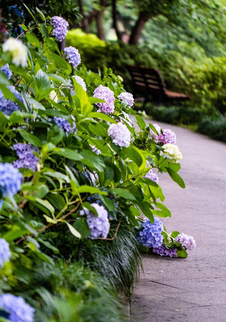 八仙花 粉团花 草绣球 紫绣球 紫阳花  绣球 绣球花 摄影 植物 花朵 花儿