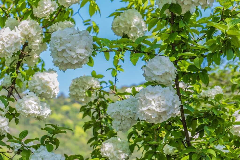 八仙花 粉团花 草绣球 紫绣球 紫阳花 绣球 木绣球 植物 摄影 风光 花朵 花儿 绣球花