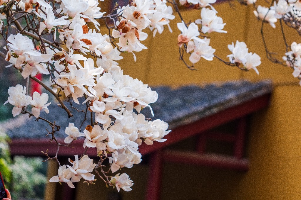 玉兰 玉兰花 植物 微距 摄影 风光 自然 法喜寺 500年玉兰 旅行 白色的玉兰