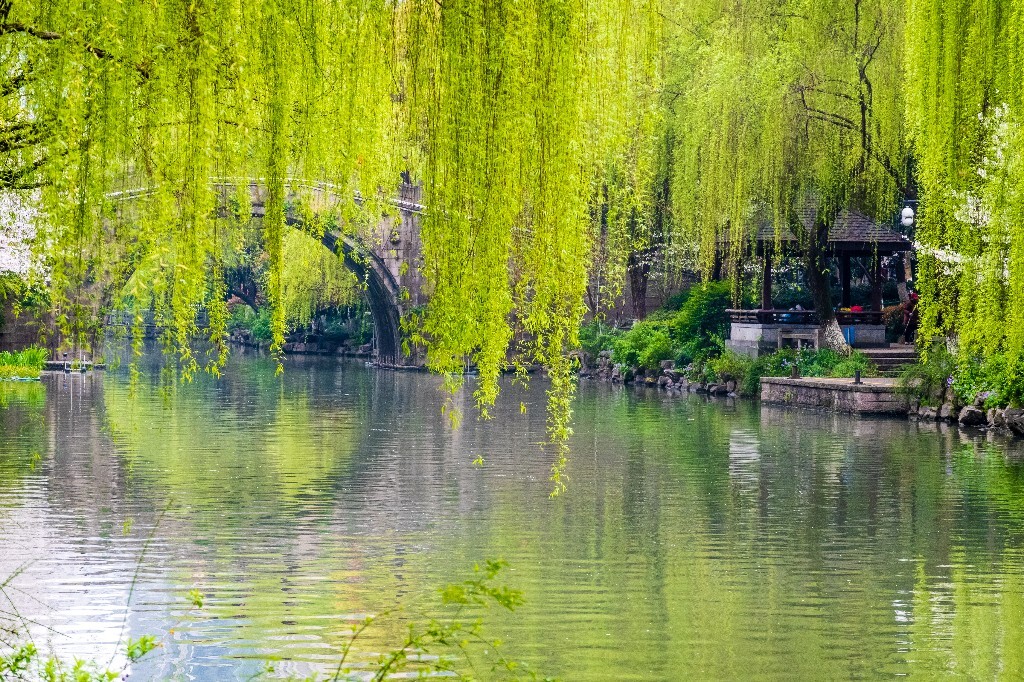 柳树 风光 摄影 小河 河水 自然 风光 自然风光