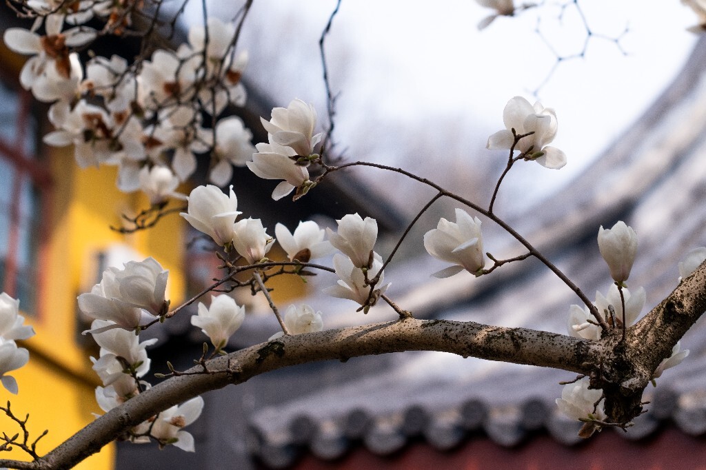 玉兰 玉兰花 植物 微距 摄影 风光 自然 法喜寺 500年玉兰 旅行 白色的玉兰