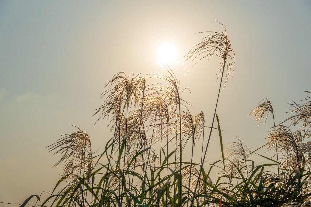 日出日落 芦苇 夕阳 植物 风光 自然