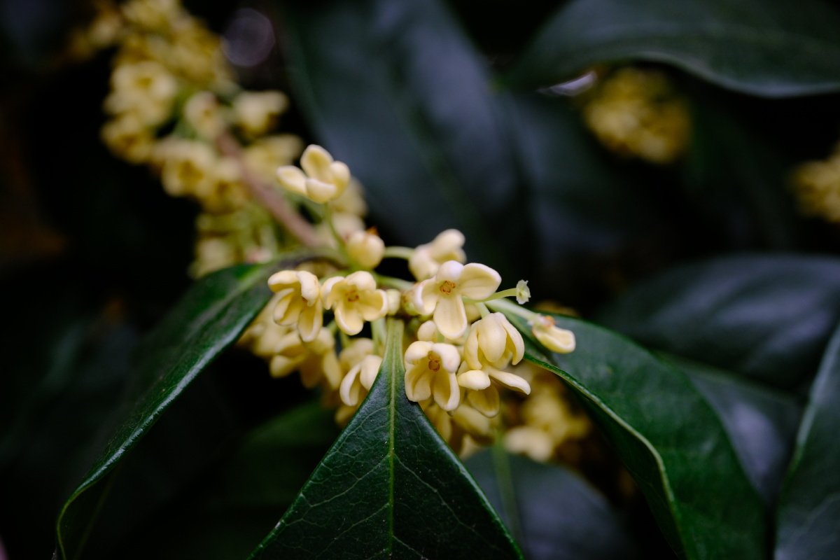 桂花 富士直出 风光 花朵花卉 风光摄影  桂花摄影 满觉陇