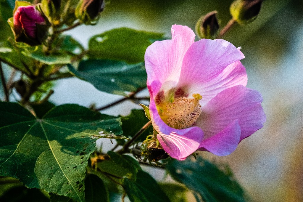 芙蓉花 拒霜花 木莲 地芙蓉 杹木 三变花 九头花 铁箍散 转观花  清凉膏 木芙蓉 植物 花朵 花儿 风光