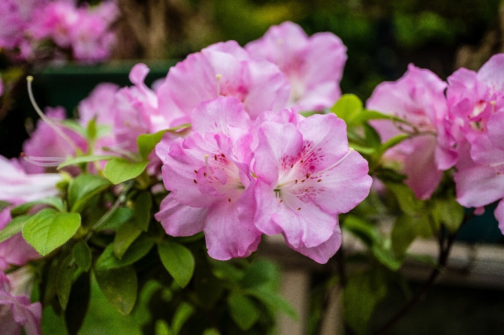 杜鹃花 山踯躅 山石榴 映山红 照山红 唐杜鹃 春鸟花 杜鹃 植物 微距 摄影 风光 自然 植物花草
