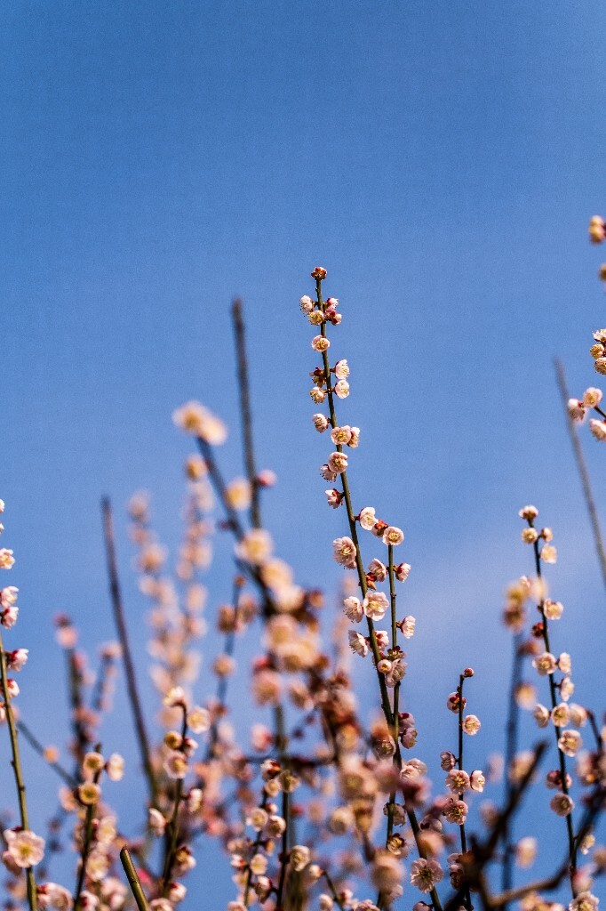 梅 梅花 植物 风光 花卉 花朵 花儿 摄影 旅行 赏花