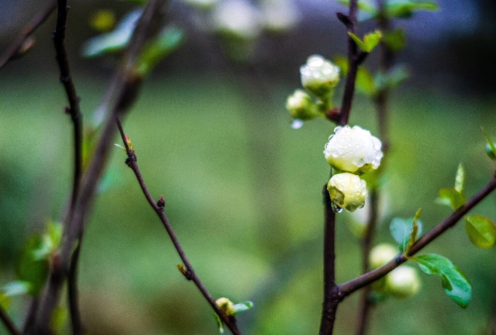 花草 花卉  海棠花  图片 摄影 风光  花朵 花儿