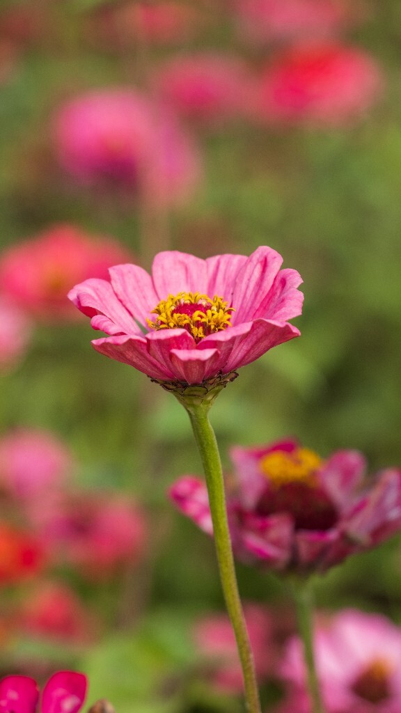 百日草 步步高 火球花 对叶菊 秋罗 步步登高 不等高 百日菊 植物 花朵 花儿 旅行