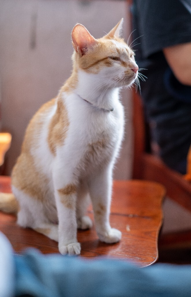 猫猫 喵星人 橘猫 小可爱 可爱的猫猫 街拍 宠物摄影