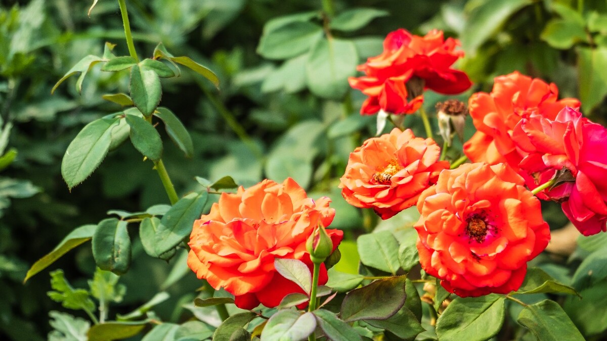 月季 玫瑰 月月红 月月花 长春花 四季花 胜春 摄影 图片
